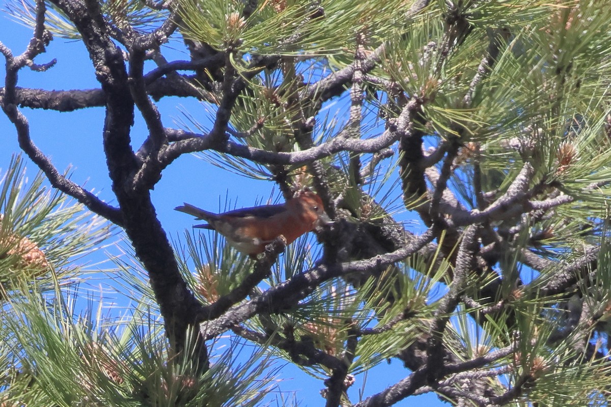 Red Crossbill - ML618207927