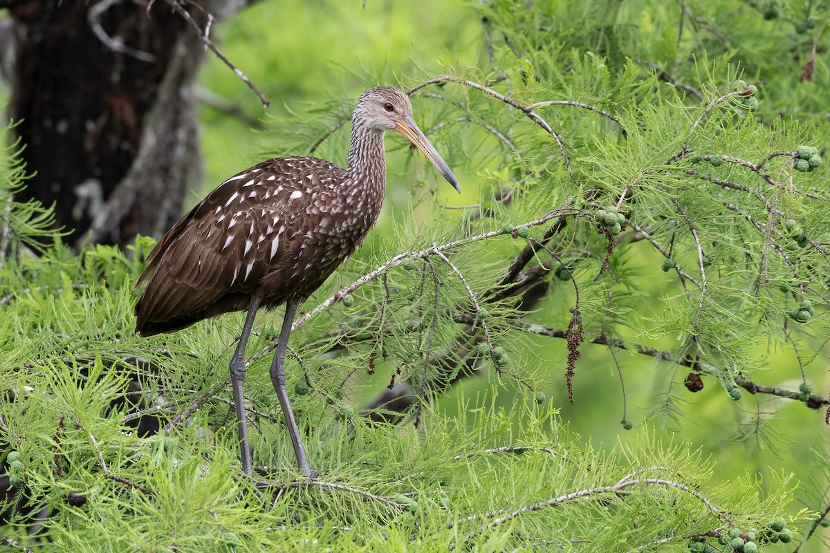 Limpkin (Speckled) - Eric Ripma