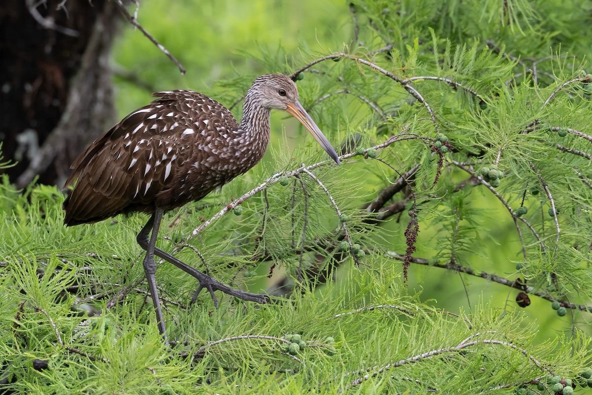 Limpkin (Speckled) - Eric Ripma