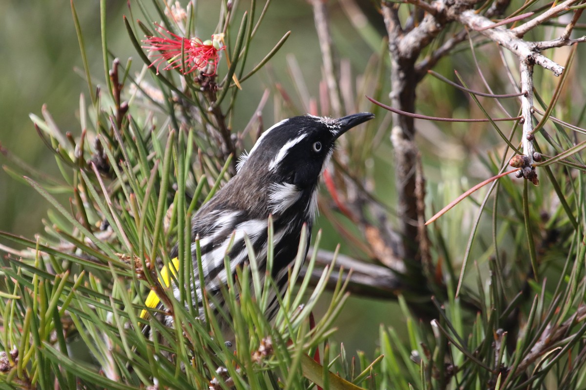 New Holland Honeyeater - ML618207965
