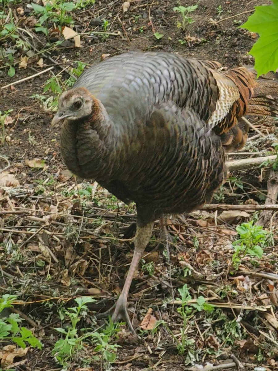 Wild Turkey - ML618207967