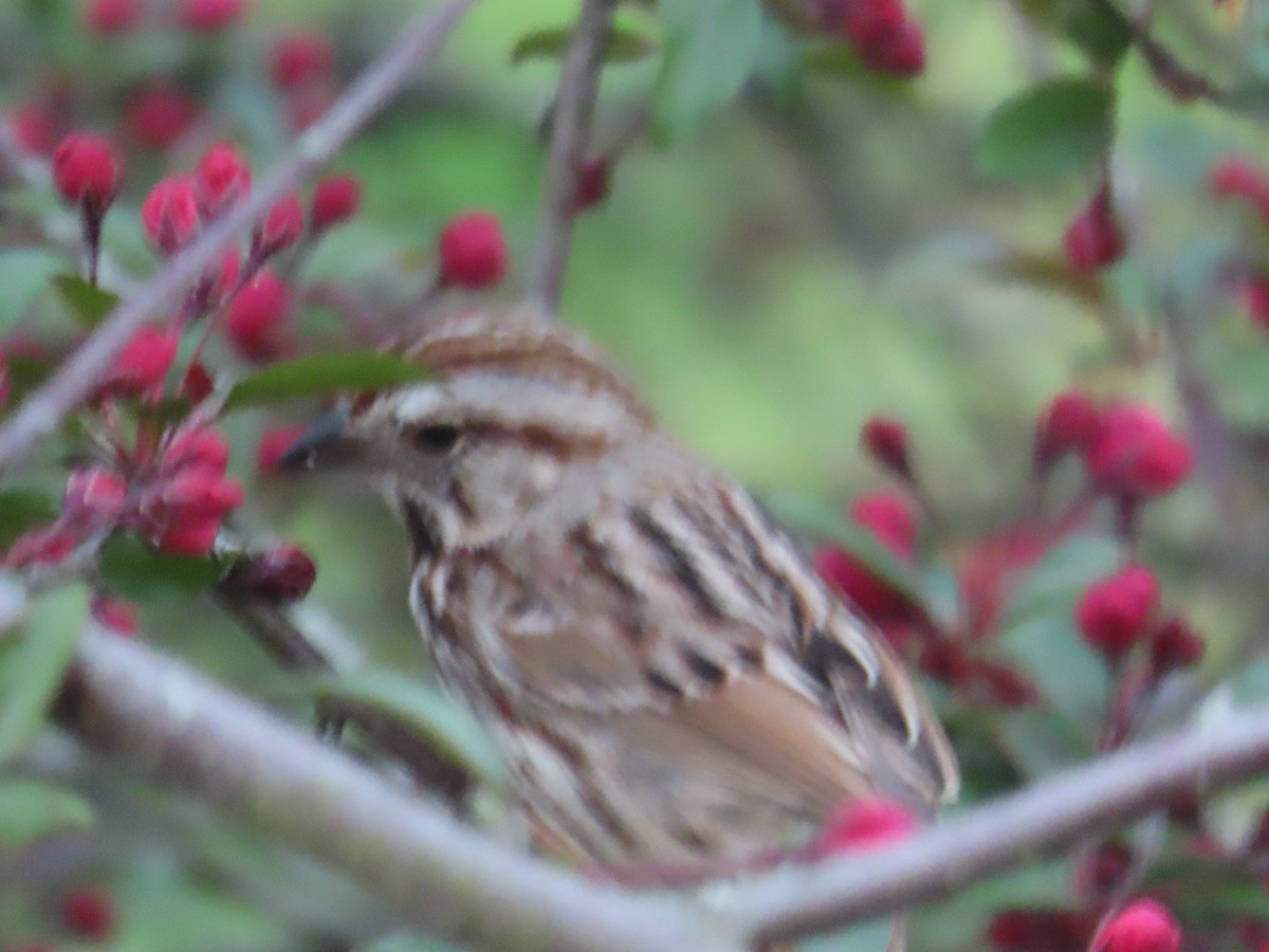 Song Sparrow - Mayte Torres