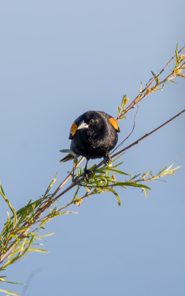 Red-winged Blackbird - Carlos Navarro