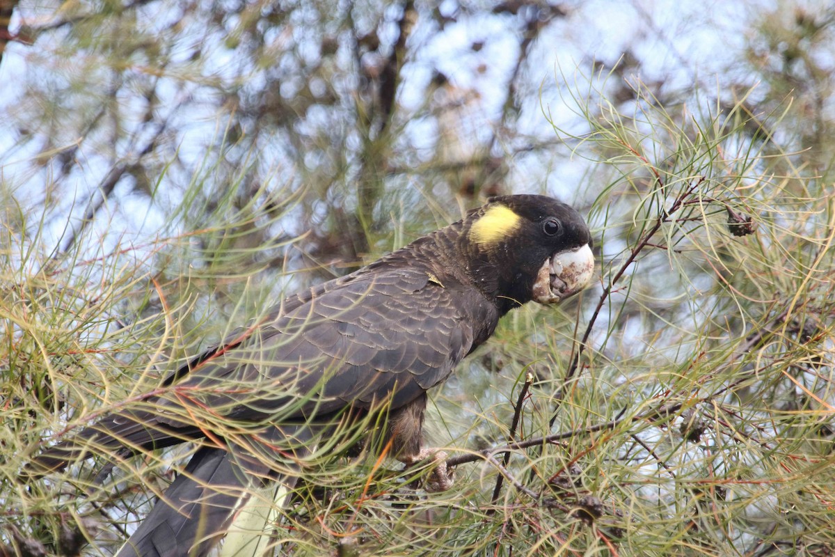 Yellow-tailed Black-Cockatoo - ML618207995