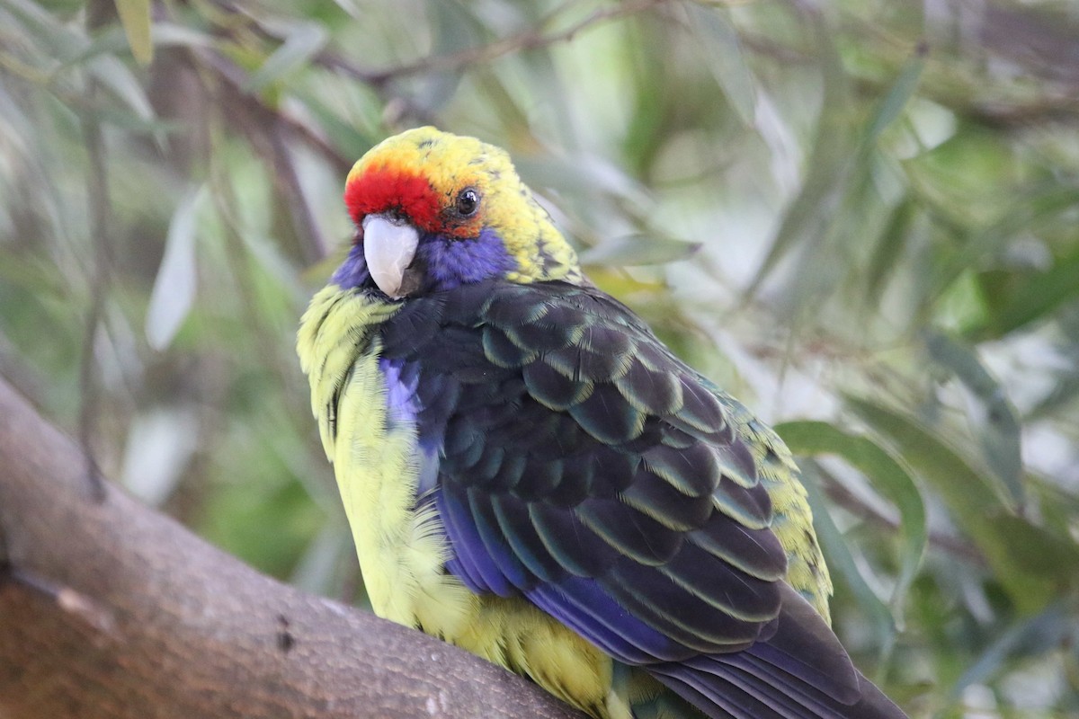 アカビタイキクサインコ - ML618208011