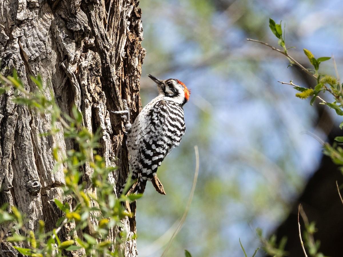 Ladder-backed Woodpecker - Nancy Schutt