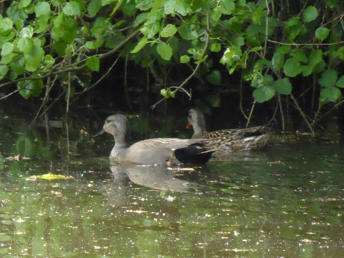 Gadwall - ML618208028