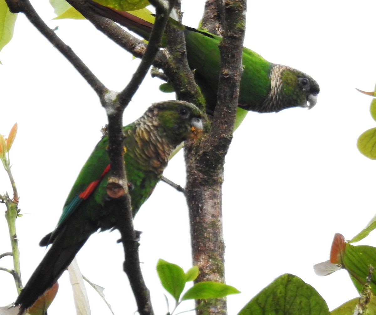 Maroon-tailed Parakeet - Charlie Vogt
