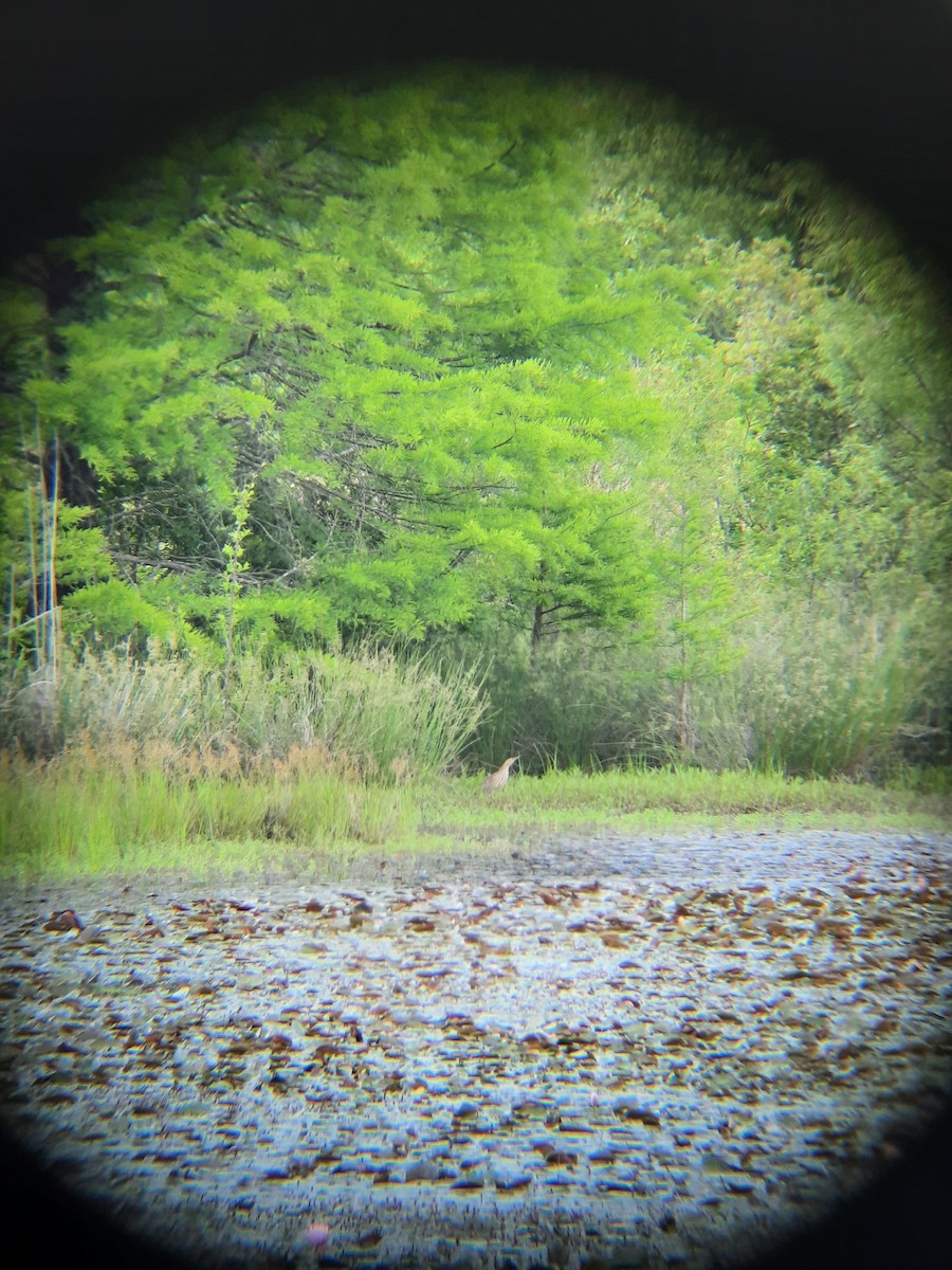 American Bittern - Gabrielle  Dunham