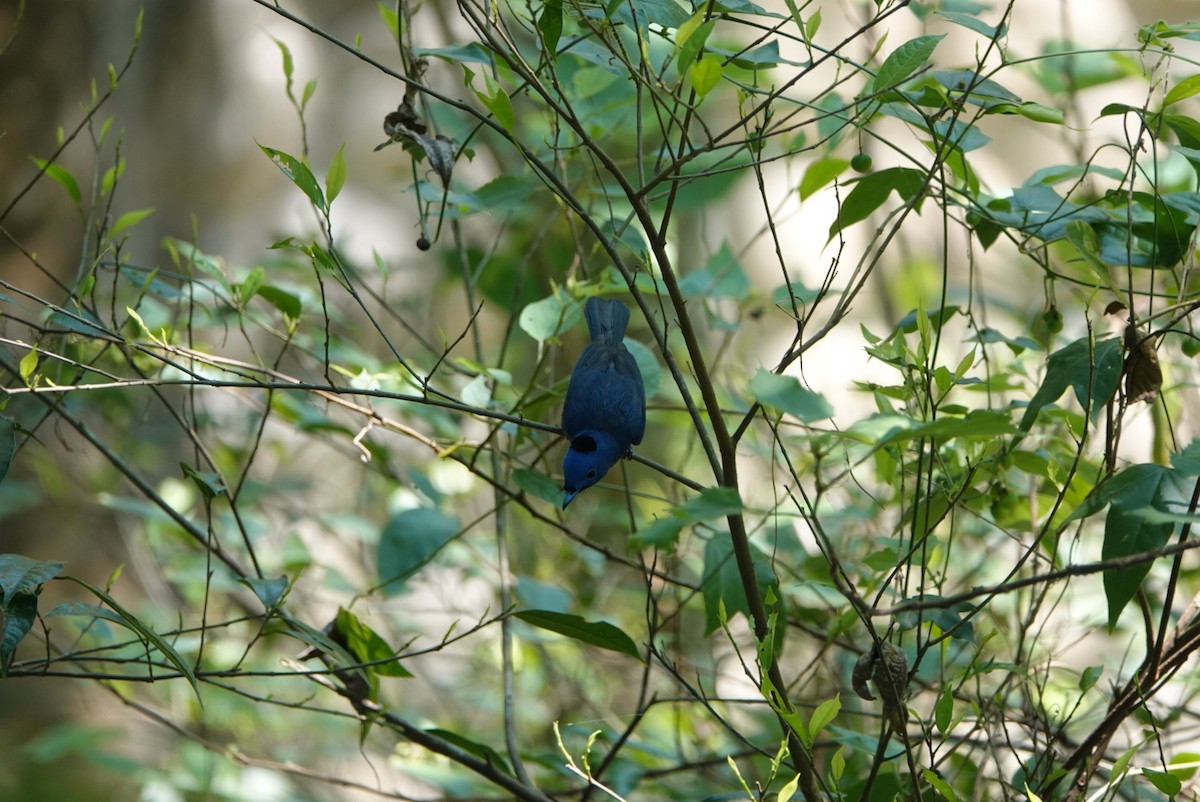 Black-naped Monarch - hiya lin