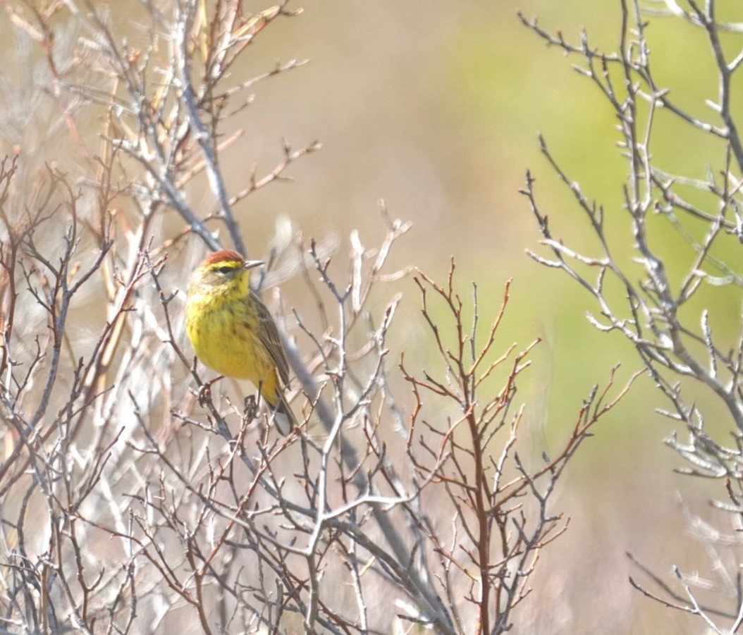 Palm Warbler - Grace McCulloch