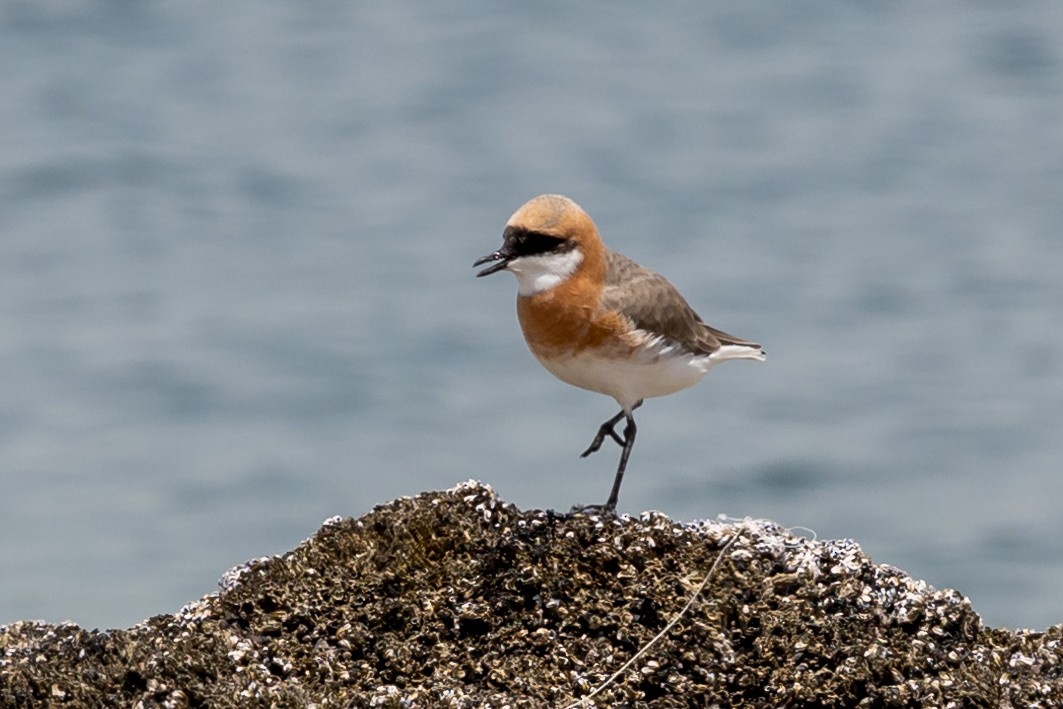 Tibetan Sand-Plover - Nikos Mavris