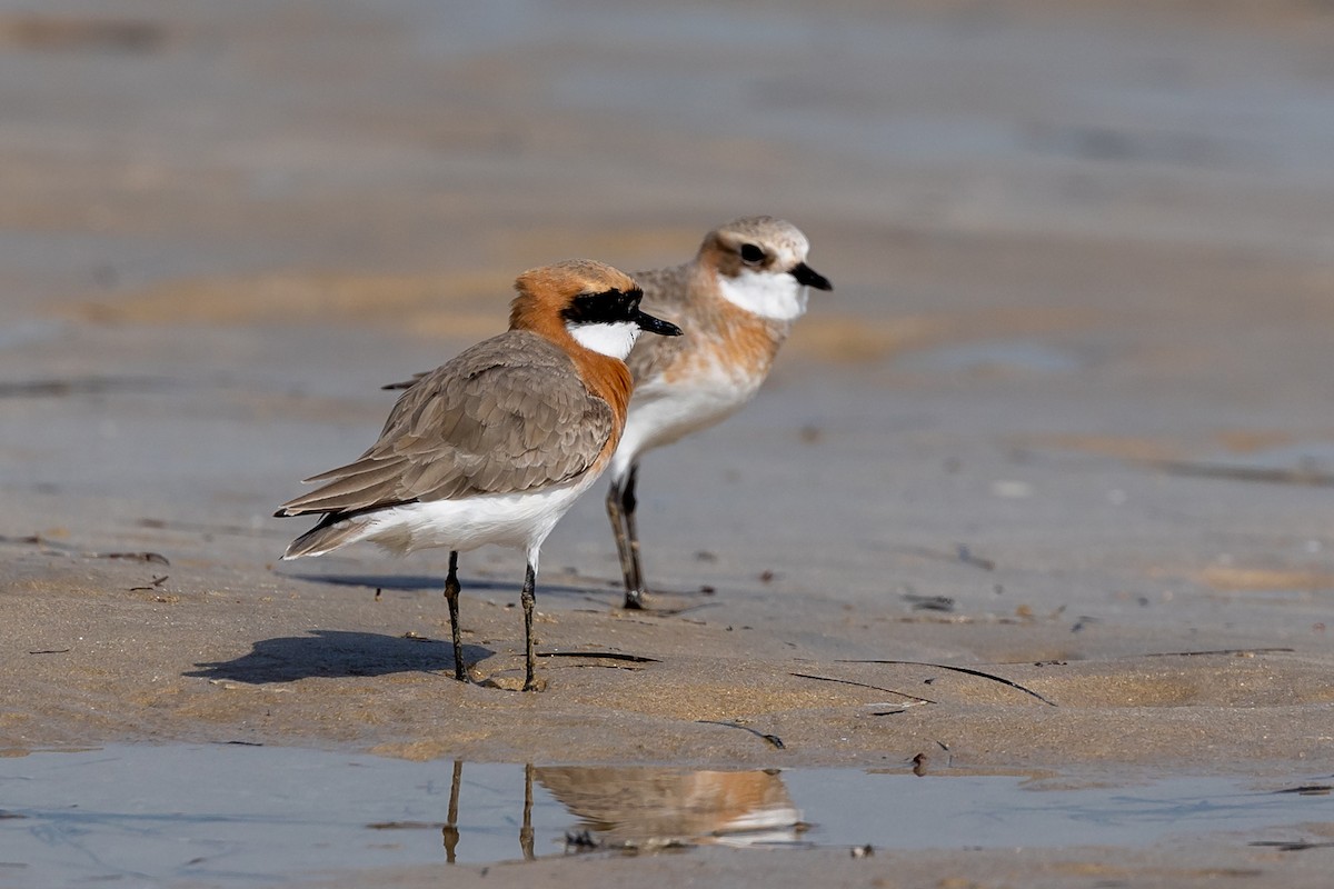 Tibetan Sand-Plover - Nikos Mavris