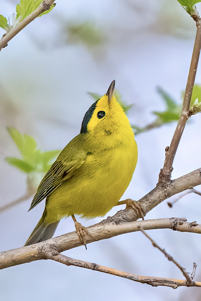 Wilson's Warbler - Nadine Bluemel