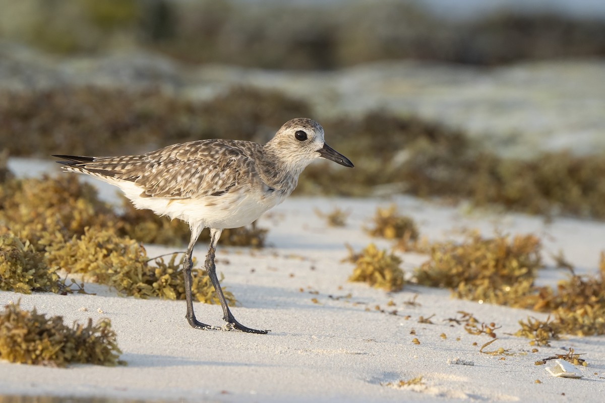 Black-bellied Plover - ML618208128