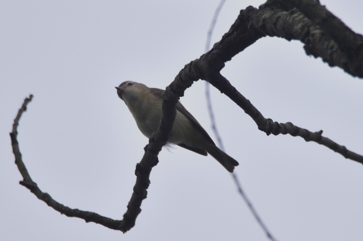 Warbling Vireo - Old Sam Peabody