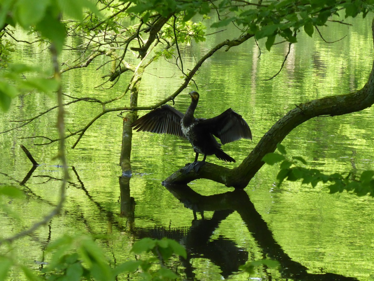 Great Cormorant - ML618208145