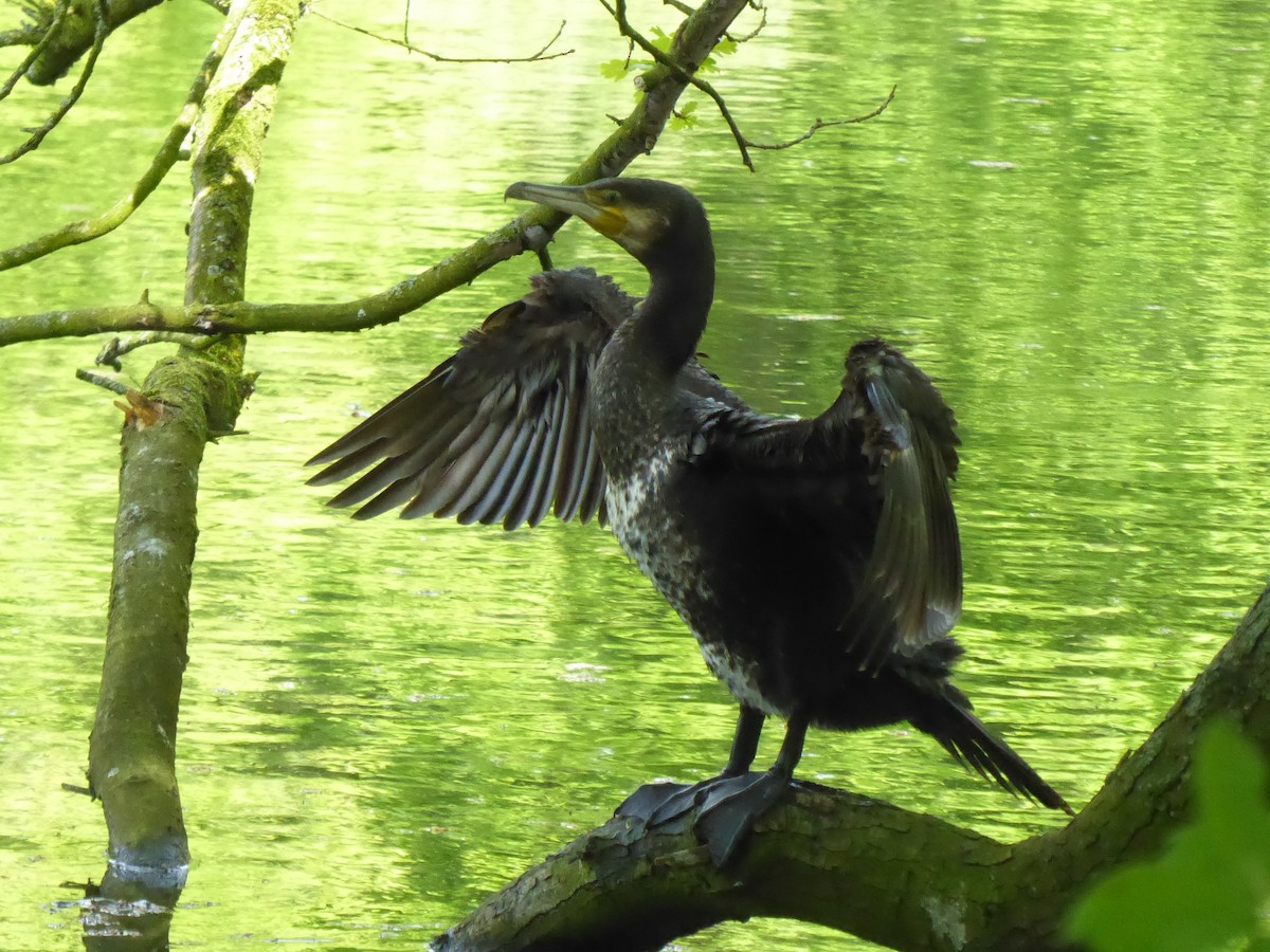 Great Cormorant - ML618208146