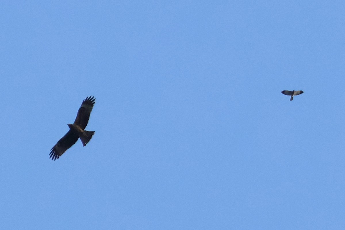 Chinese Sparrowhawk - ML618208196