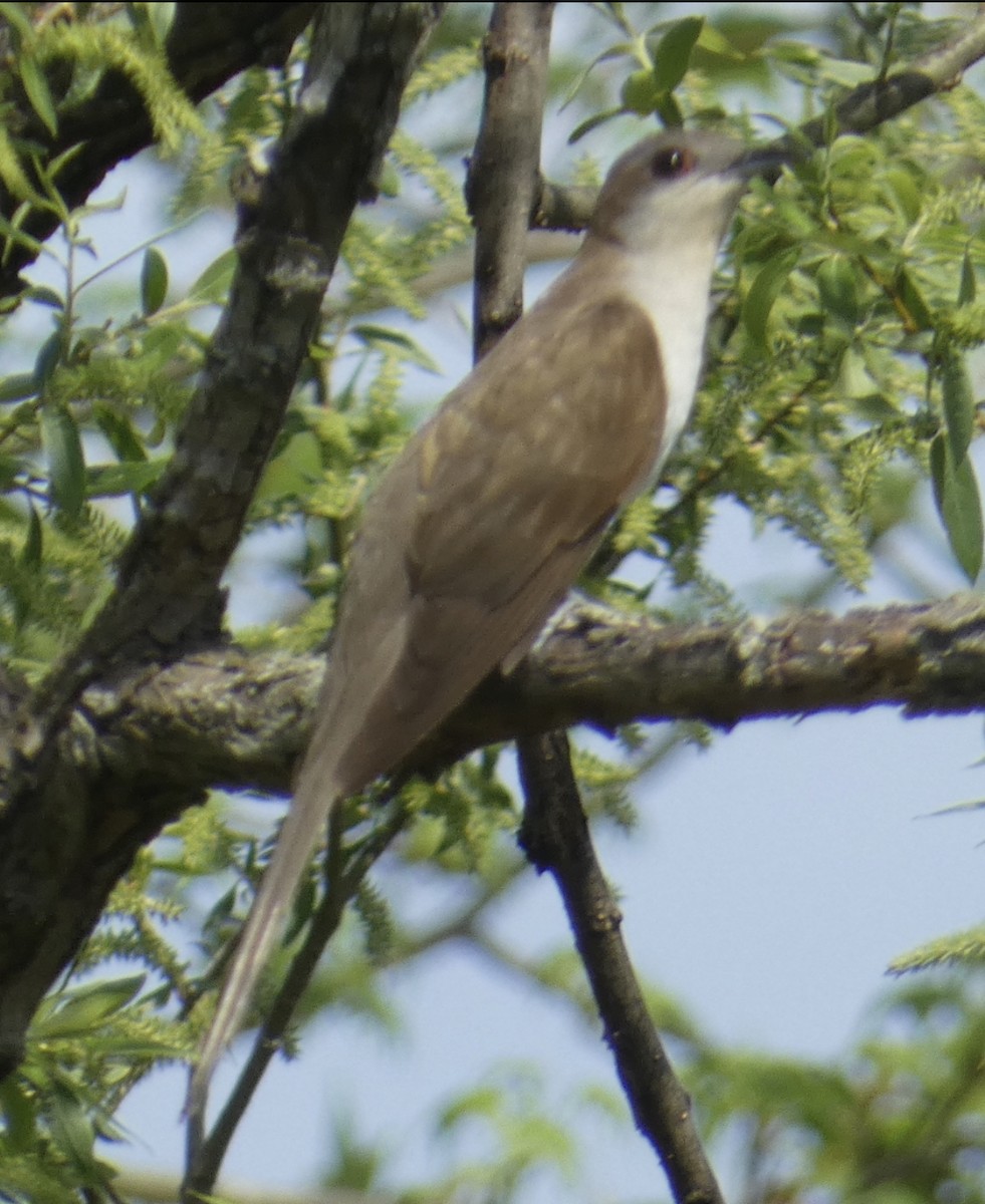 Black-billed Cuckoo - ML618208205