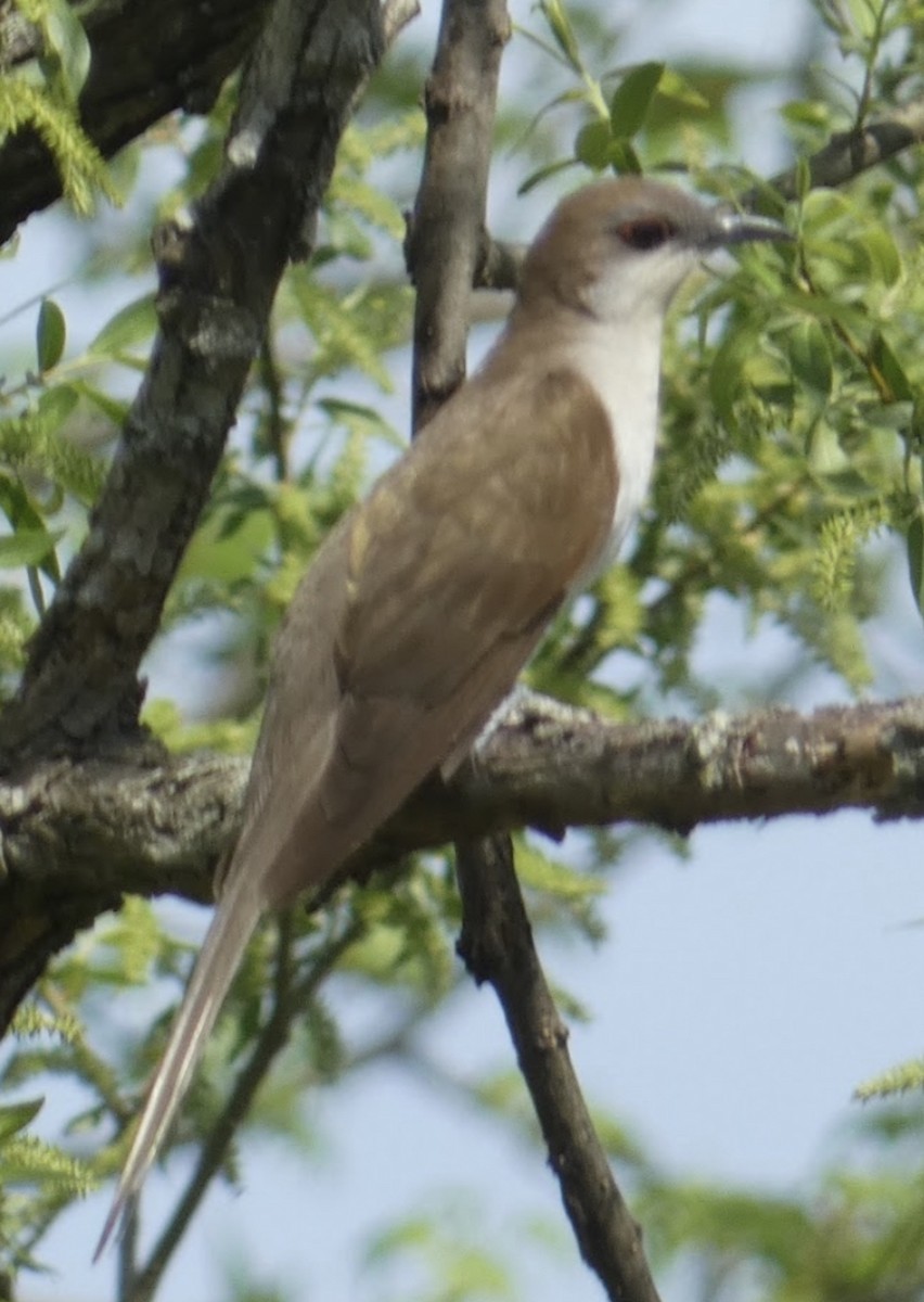 Black-billed Cuckoo - ML618208206