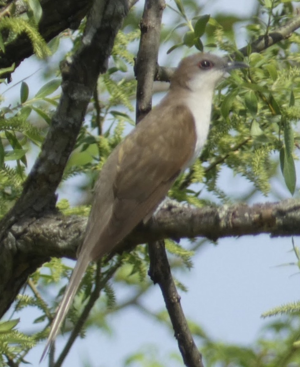 Black-billed Cuckoo - ML618208207