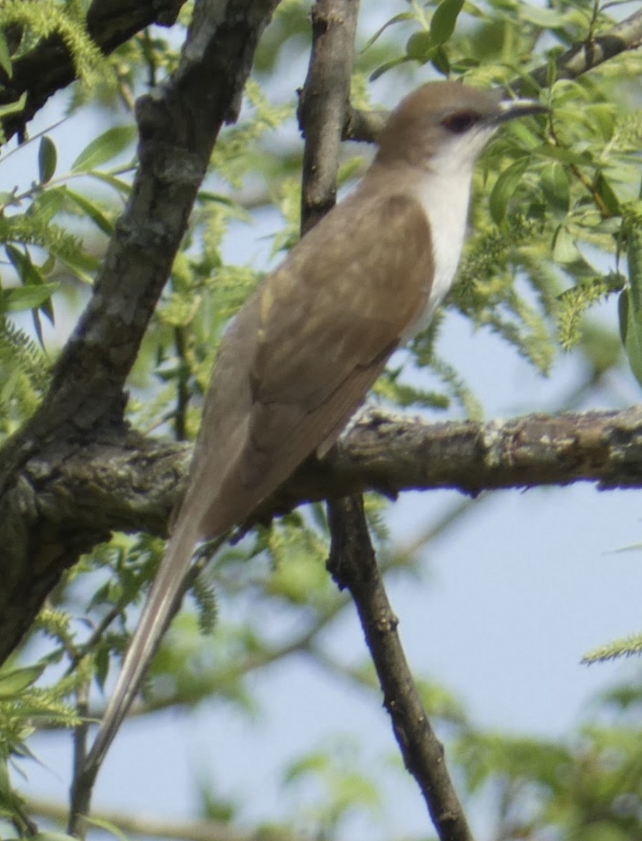 Black-billed Cuckoo - ML618208208