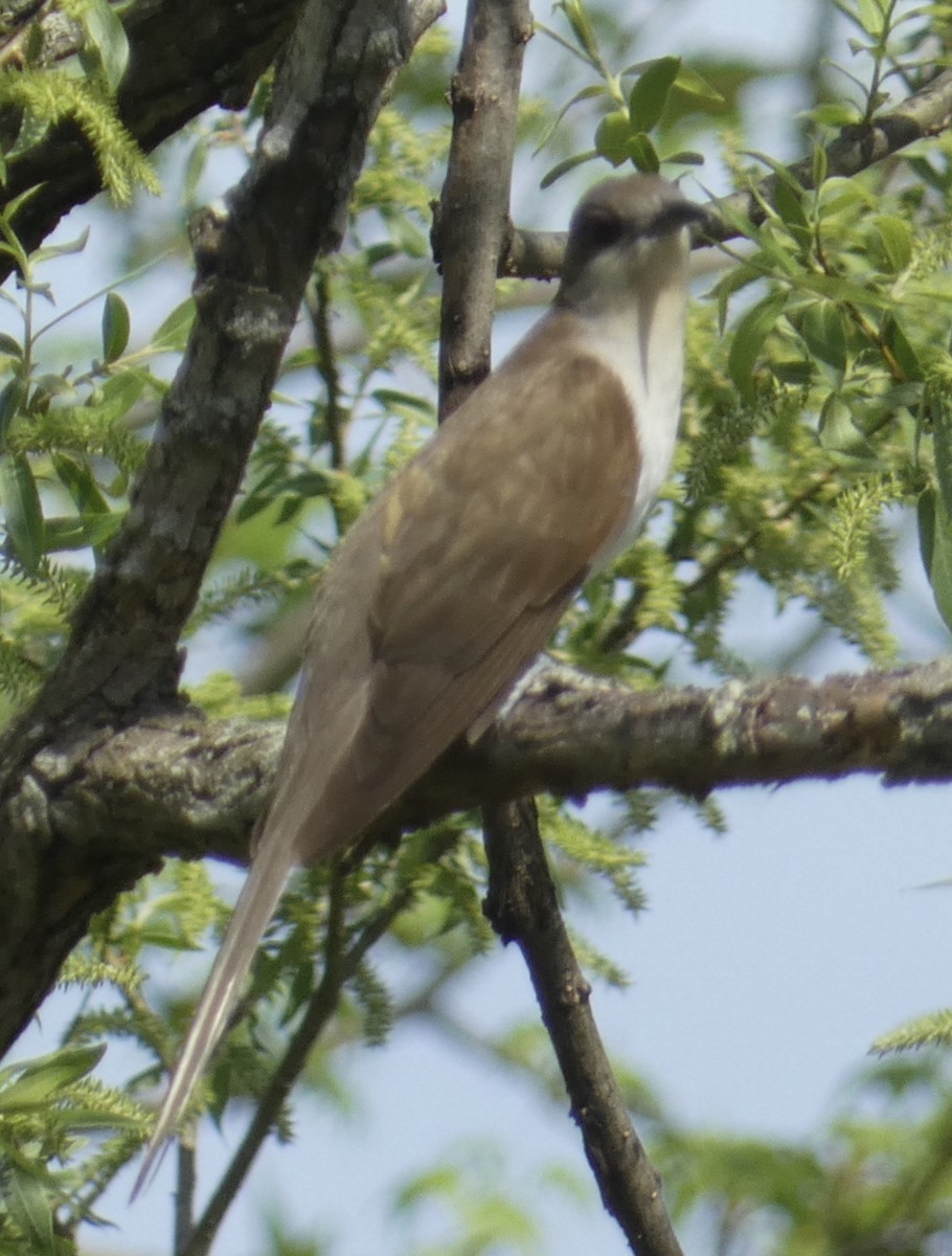 Black-billed Cuckoo - ML618208209