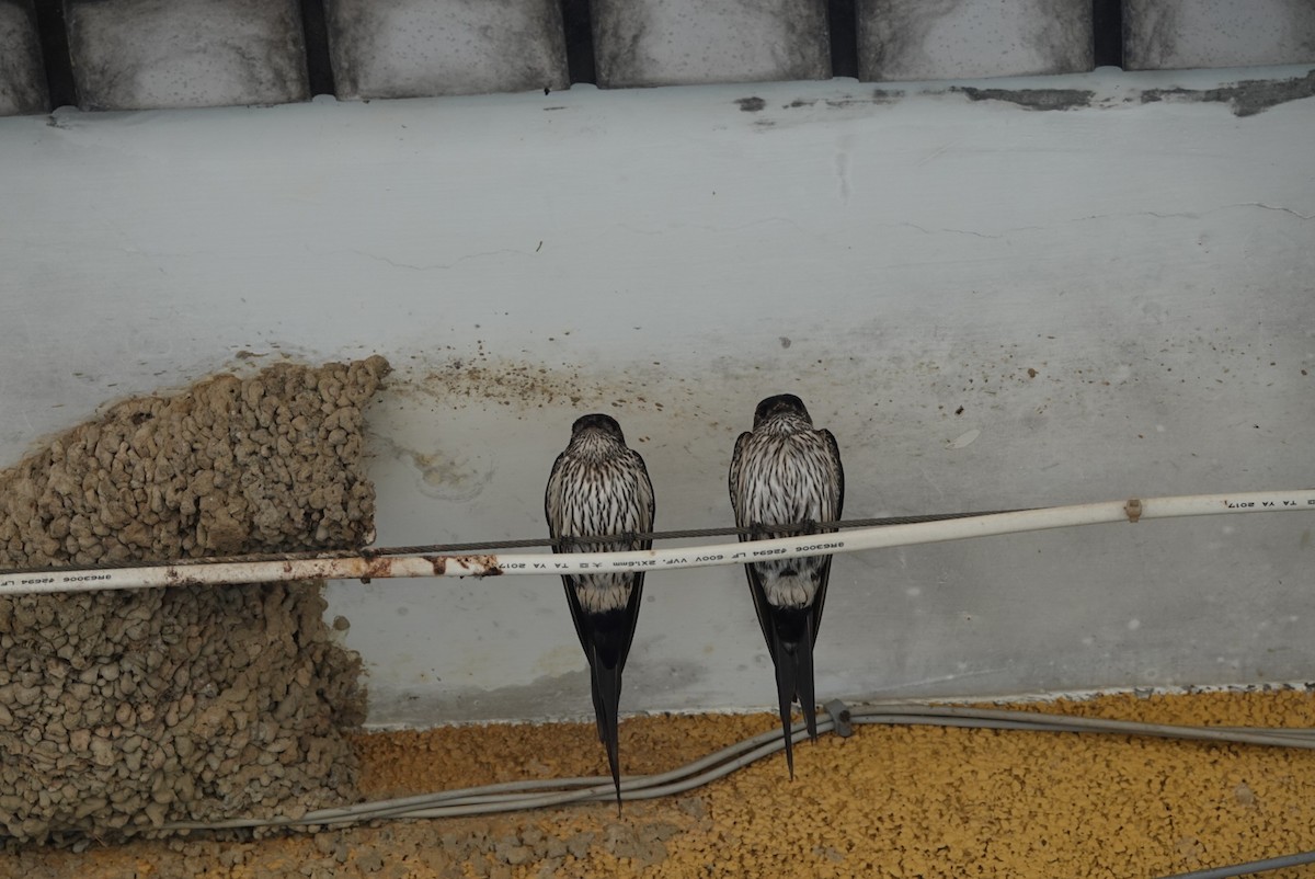 Striated Swallow - hiya lin