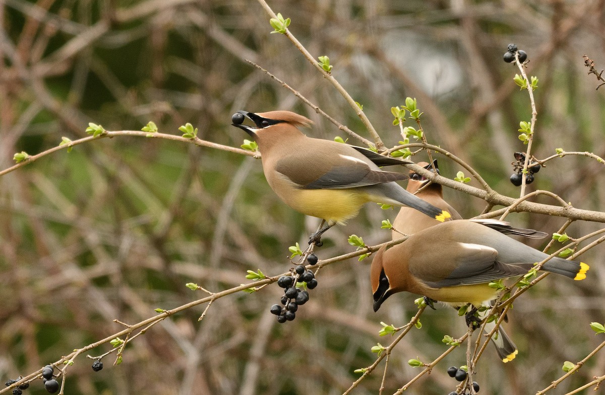 Cedar Waxwing - Tim Griffiths