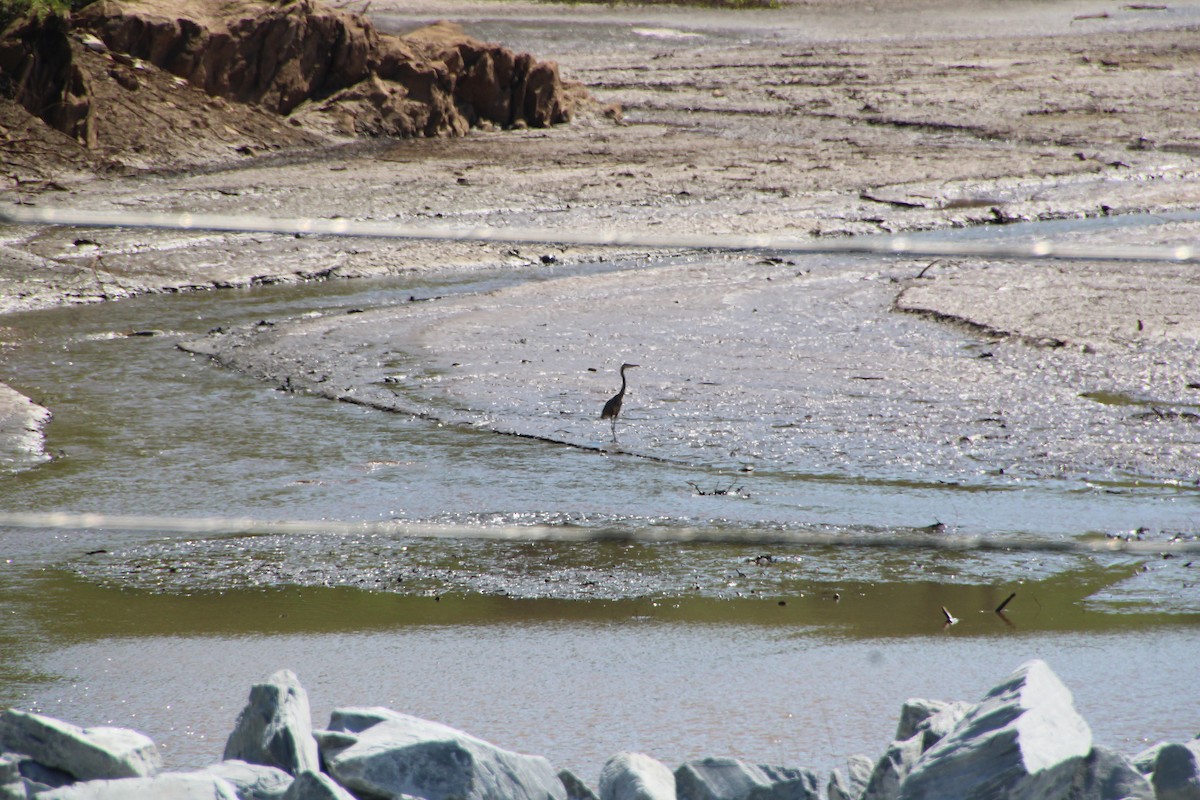 Great Blue Heron - ML618208220