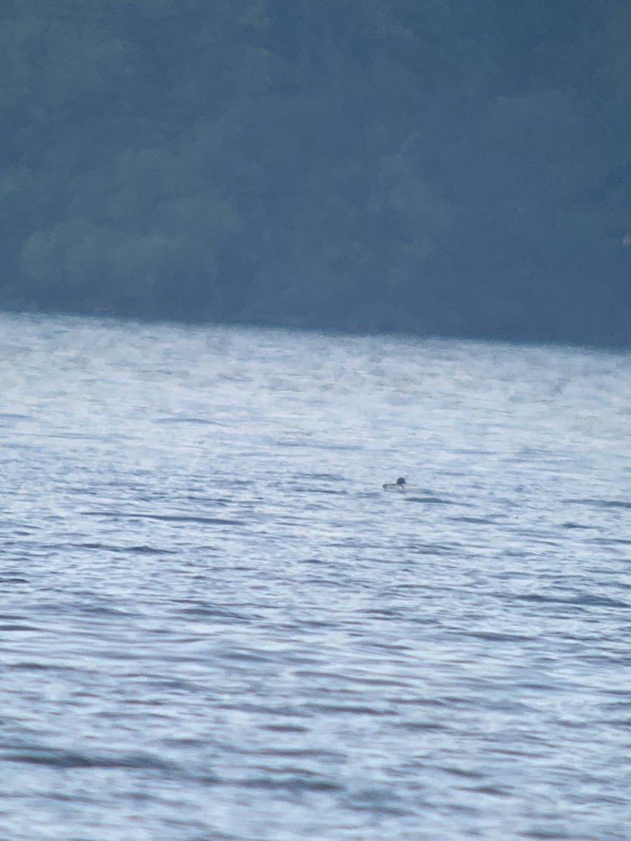 Long-tailed Duck - ML618208260