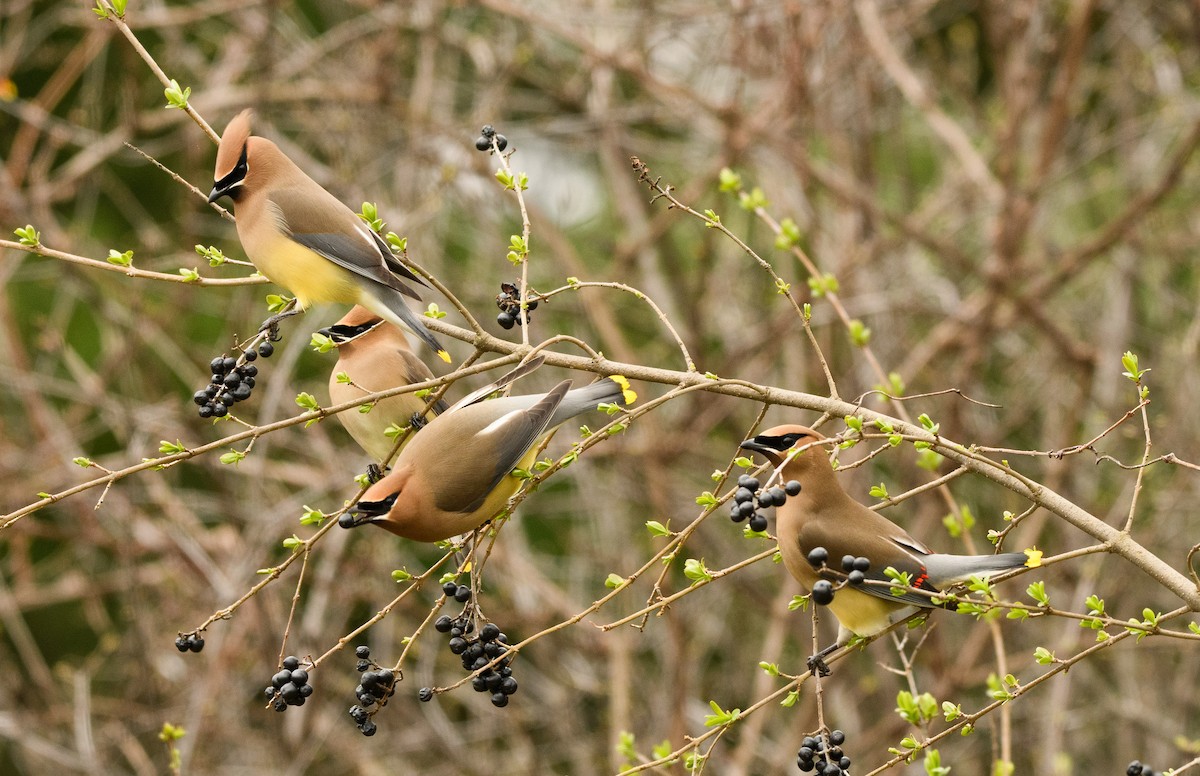 Cedar Waxwing - Tim Griffiths