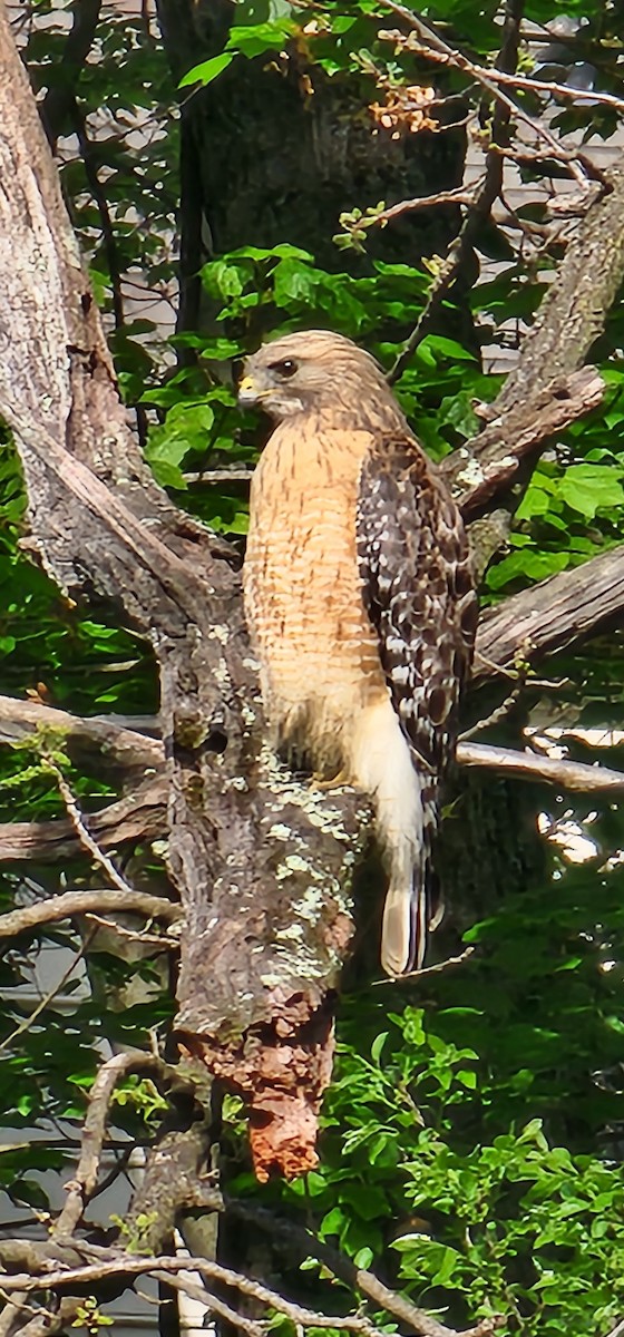 Red-shouldered Hawk - ML618208280