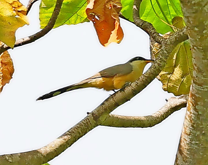 Mangrove Cuckoo - Maciej  Kotlarski