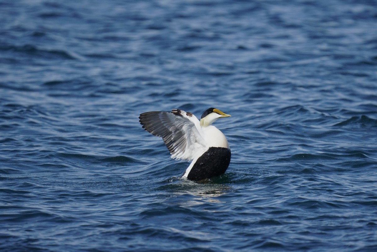 Common Eider - Grace McCulloch