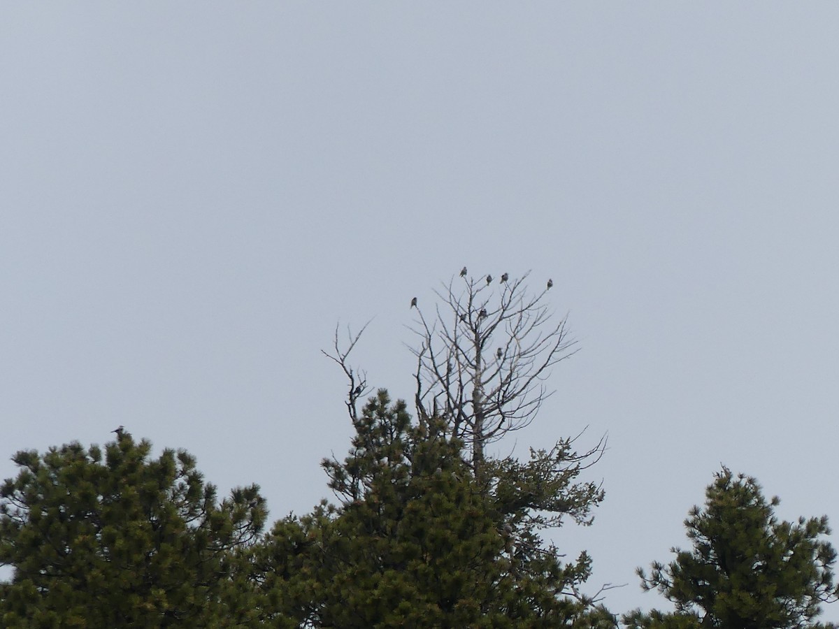 Clark's Nutcracker - Gus van Vliet