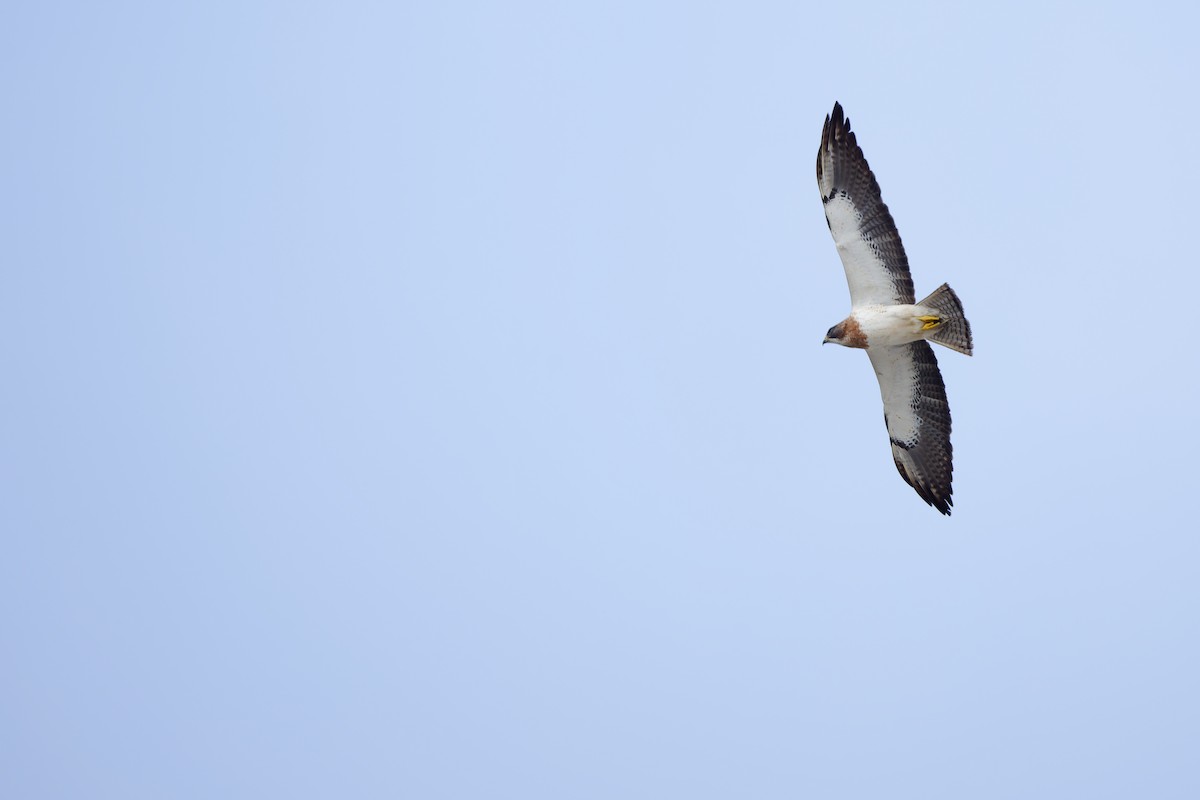 Swainson's Hawk - ML618208309