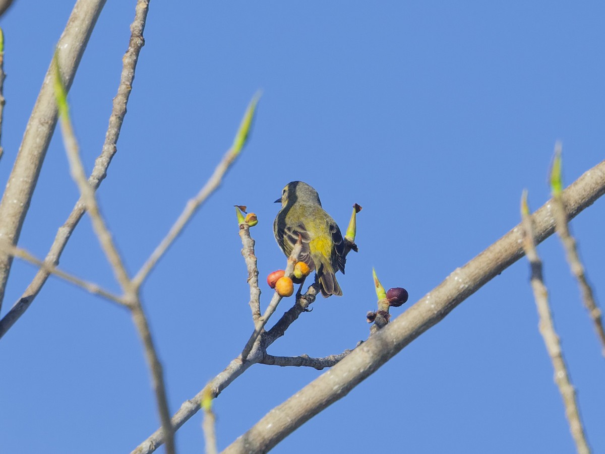 Cape May Warbler - Angus Wilson