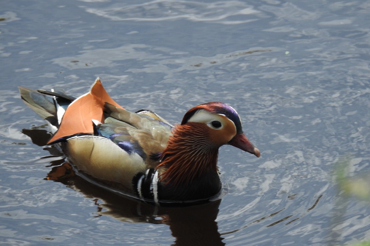 Mandarin Duck - Peter Hines