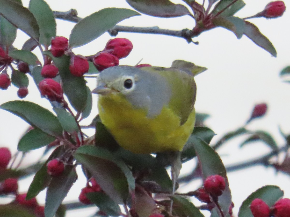 Nashville Warbler - Mayte Torres