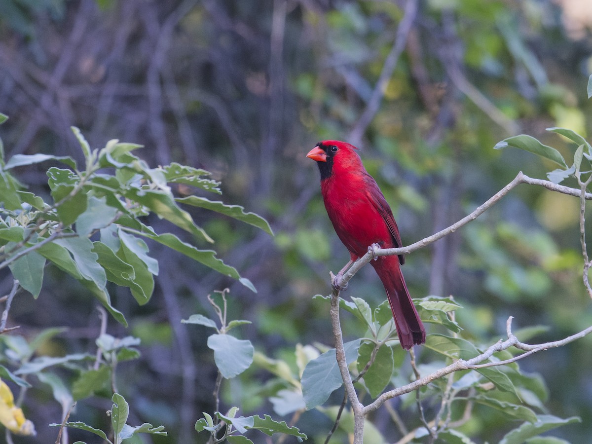 Northern Cardinal - Angus Wilson