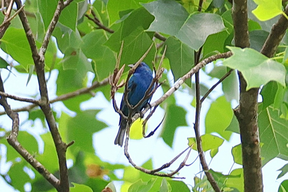 Indigo Bunting - Stan Chapman