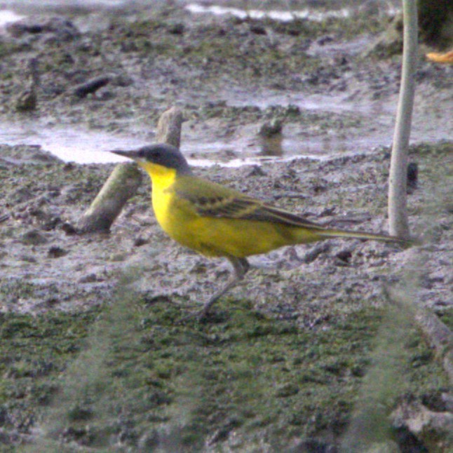 Eastern Yellow Wagtail (Manchurian) - poshien chien