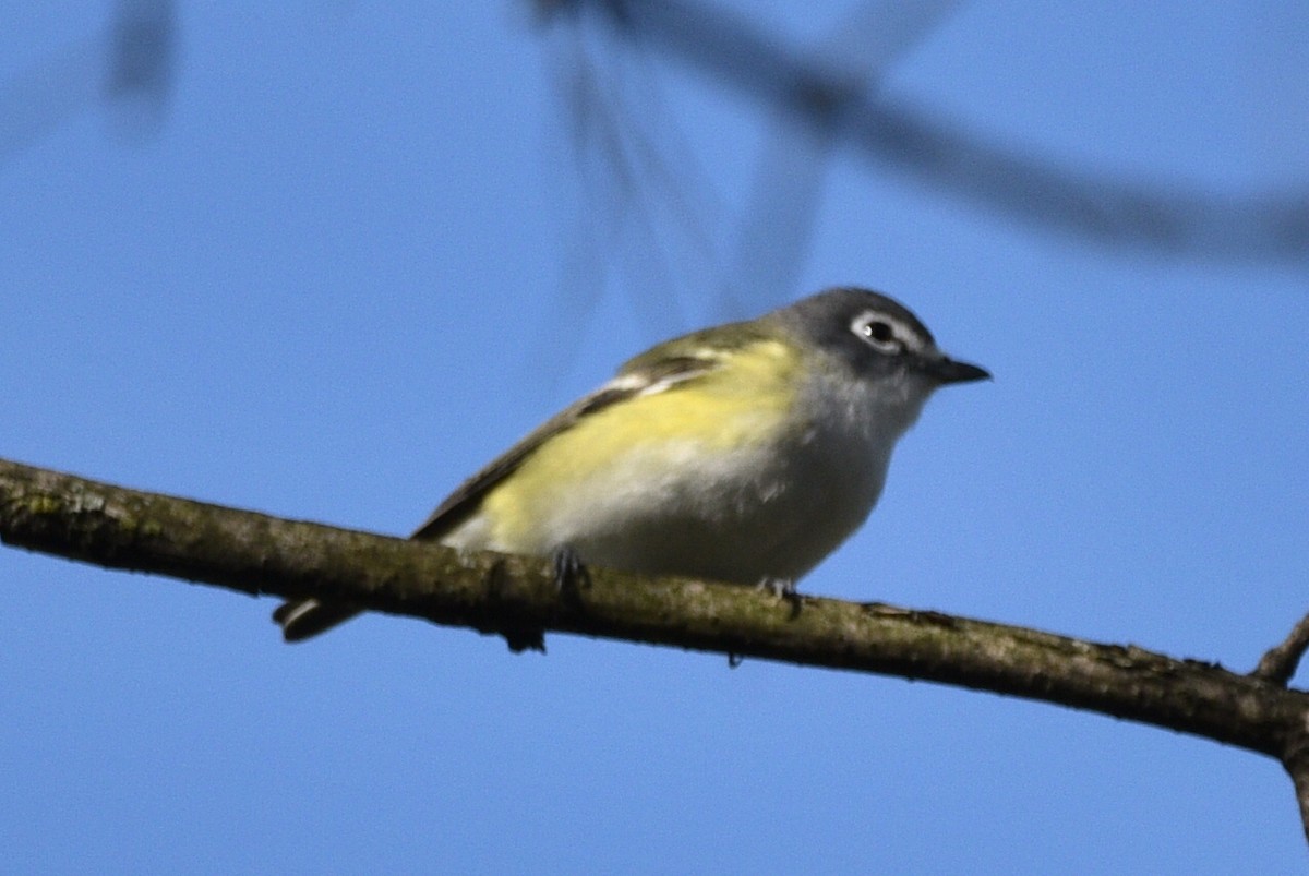 Blue-headed Vireo - Shawn Taheri