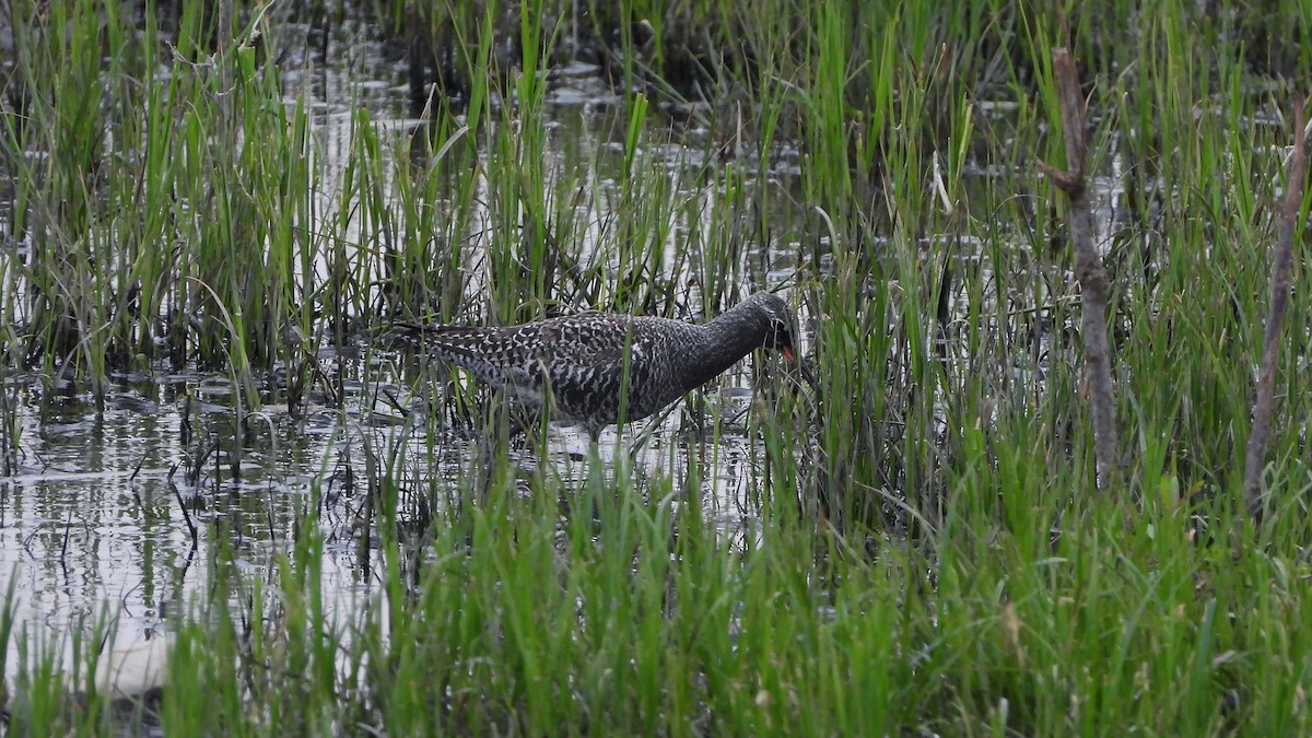 Spotted Redshank - Bruno Caula