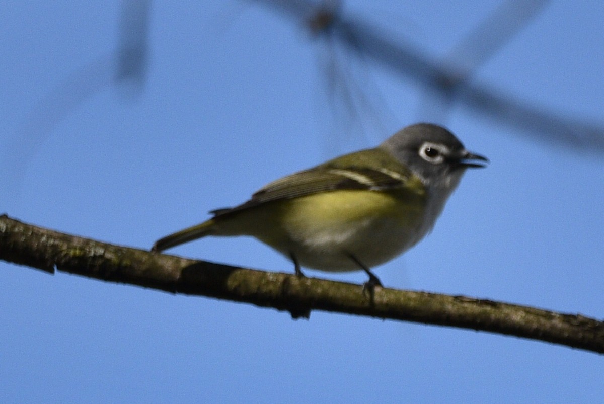 Blue-headed Vireo - Shawn Taheri