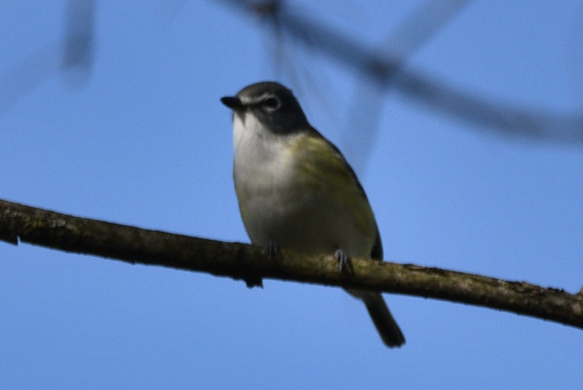 Blue-headed Vireo - Shawn Taheri