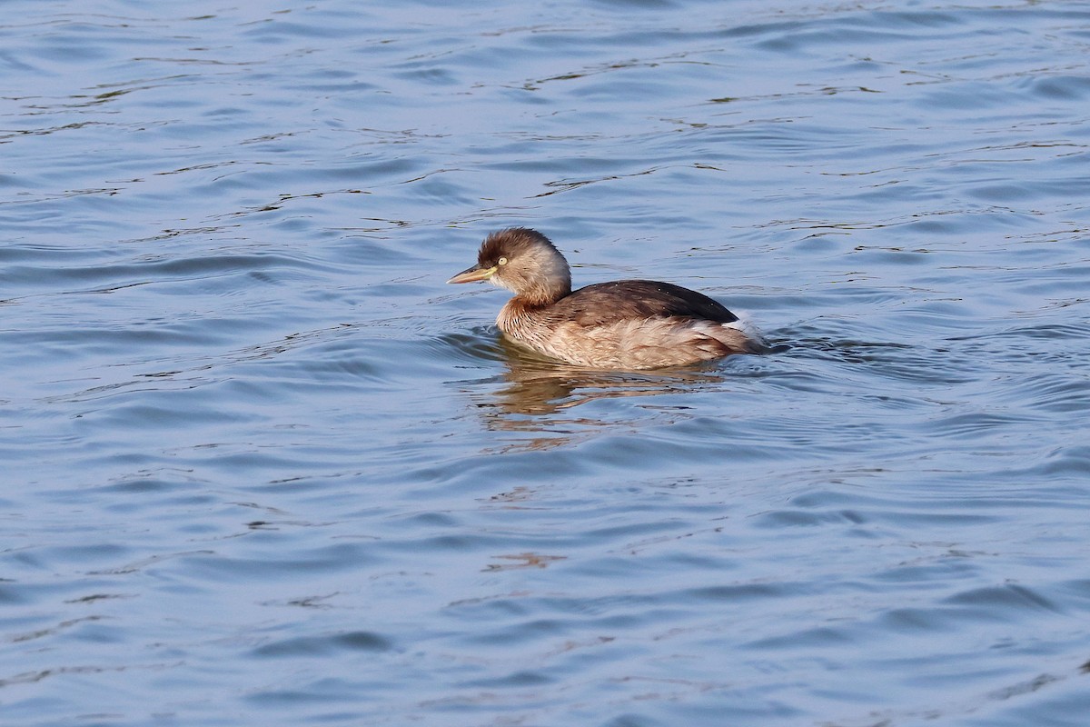 Little Grebe - Chih-Wei(David) Lin