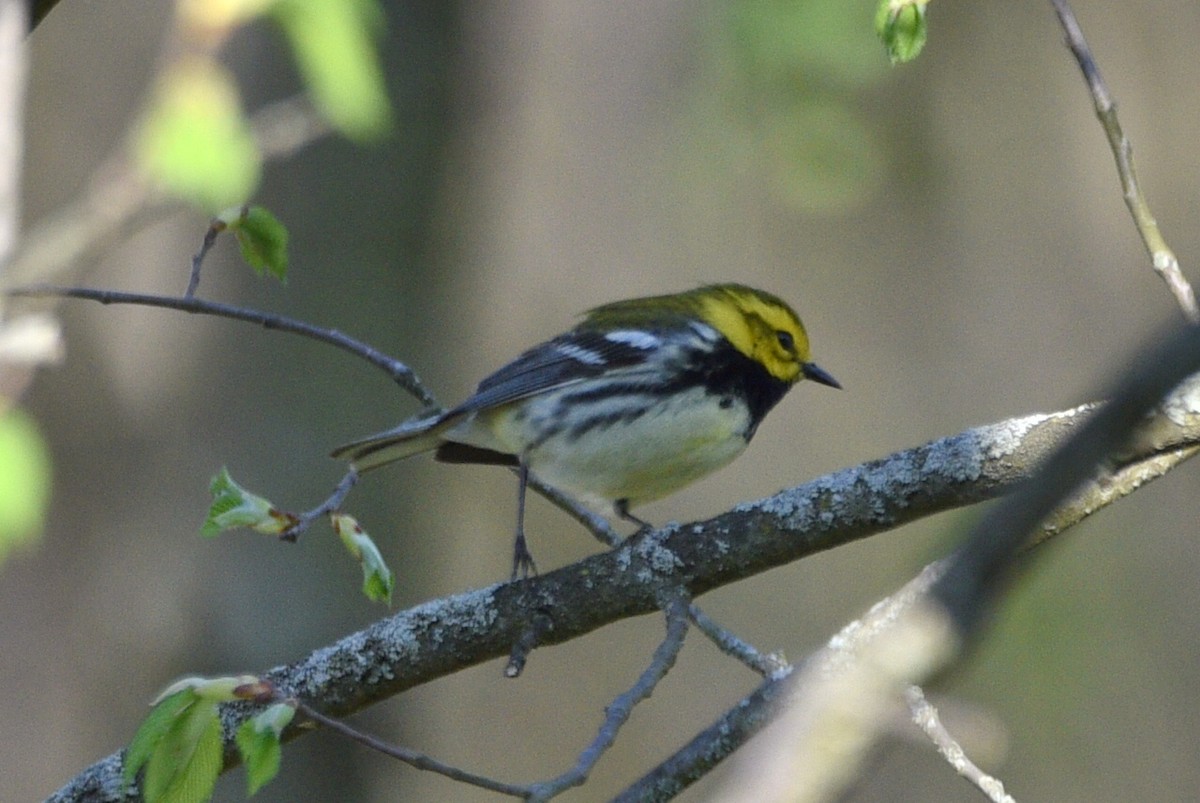 Black-throated Green Warbler - Shawn Taheri